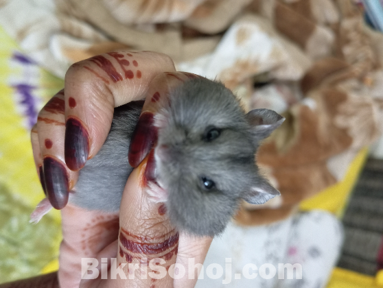 Male Campbell Dwarf Hamster